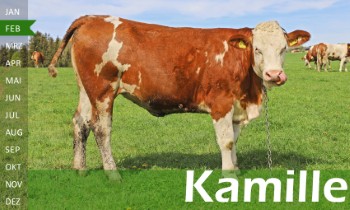 trchtige Fleckvieh Kalbin zu verkaufen, beweidet und ruhig